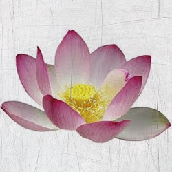 Important for your Freedom!